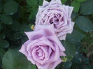 Mamie Blue