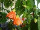 abutilon caramiziu (24-04-2012) 2