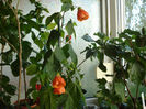 abutilon caramiziu (24-04-2012) 1