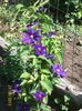 clematita Wilfire