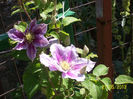 clematita Piilu
