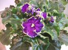 DSCF4222