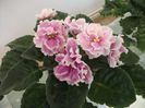 DSCF4233