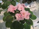 DSCF4240