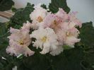 DSCF4242