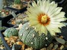 Astrophytum asterias