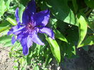 clematita mov