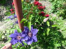 clematita mov