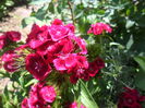 SAM_3708