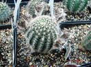 DSC00976