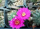 DSC00978