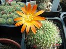 DSC00981