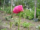 ranuncullus