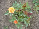 Picture 034