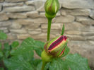 Picture 036