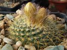 Parodia aureispina