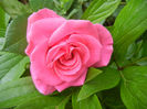 Rose Pink Peace (2013, May 22)