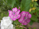 Dianthus barbatus (2013, May 22)