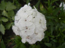 Dianthus barbatus (2013, May 22)