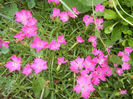 Dianthus Kahori (2013, May 22)