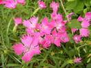 Dianthus Kahori (2013, May 22)