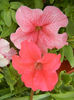 Pink & Red petunias, 22may2013