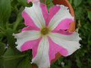 Pink & White petunia, 22may2013