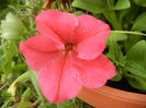 Red petunia, 22may2013