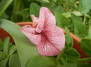 Pink petunia, 22may2013