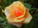 Orange Miniature Rose (2013, May 22)