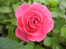 Pink Miniature Rose (2013, May 22)