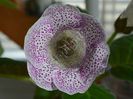 Gloxinia Jolly Rain