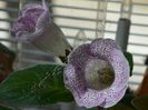 Gloxinia Jolly Rain
