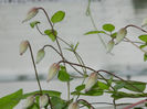 DSCN9131