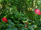 DSCN9254