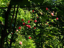 DSCN9274