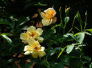 DSCN9354