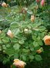 Crown Princess Margareta • AUSwinter (Shrub. English Rose Collection)