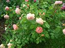 Leander • AUSlea • Lovely Apricot (Shrub. English Rose Collection)
