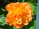 Westerland