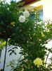 DSC06935