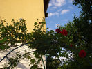 DSC06936