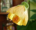 P1440052 crop