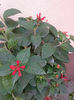 cestrum