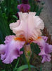 DSC06270