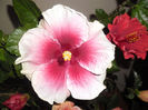 Tahitian Purple Lady