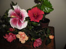 hibiscus grup