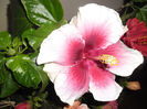 Tahitaian Purple Lady