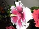 Tahitaian Purple Lady