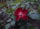patrick poivre d'arvoar-prima floare